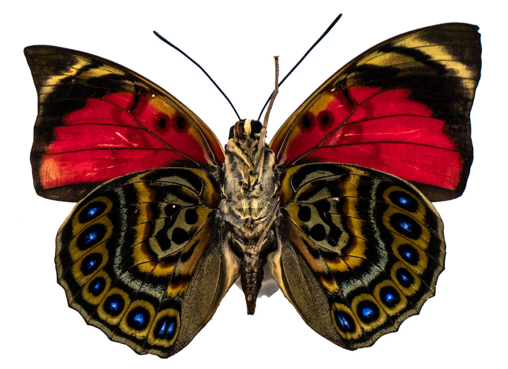 poisonous butterflies